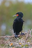 Double-crested Cormorant